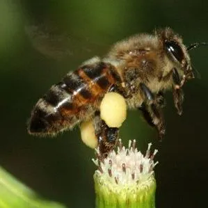 thumbnail for publication: European Honey Bee Apis mellifera Linnaeus and subspecies (Insecta: Hymenoptera: Apidae)